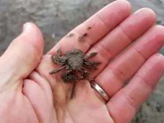 Hapalogaster mertensii