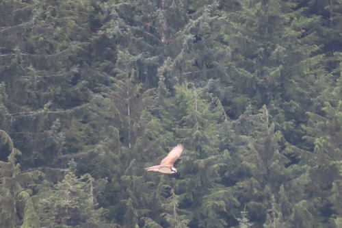 Osprey