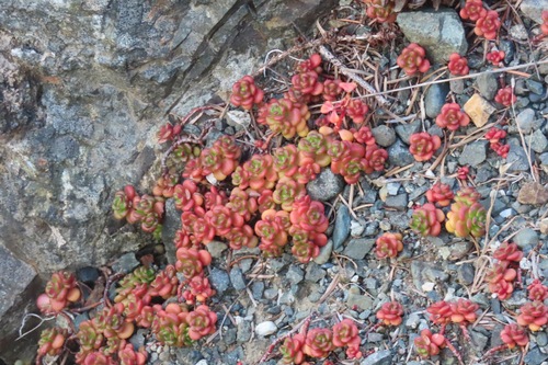 Sedum oreganum, photograph 5