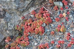 Sedum oreganum, photograph author not stated, no rights reserved