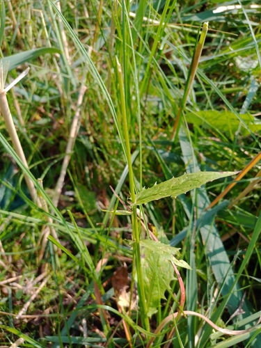 Crepis paludosa