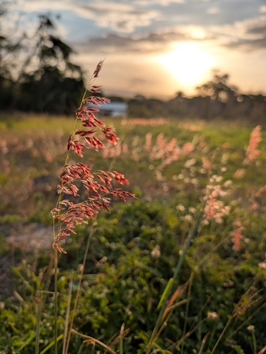 natal grass