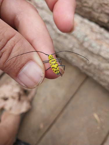 Wood Crane Longhorn-beetle