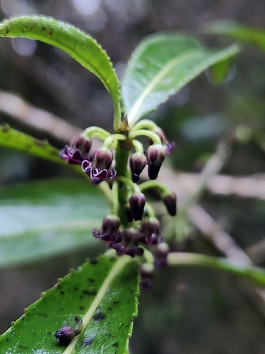 Melicytus lanceolatus, photograph 3