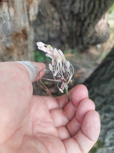 Allium oleraceum, photograph 6