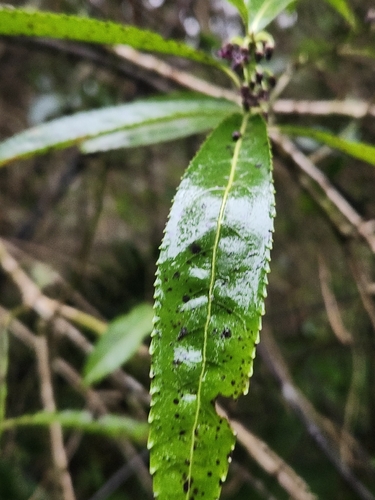 Melicytus lanceolatus, photograph 4