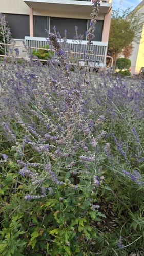 Salvia yangii