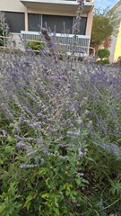 Salvia yangii