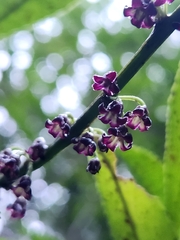author not stated, no rights reserved Melicytus lanceolatus, photograph author not stated, no rights reserved
