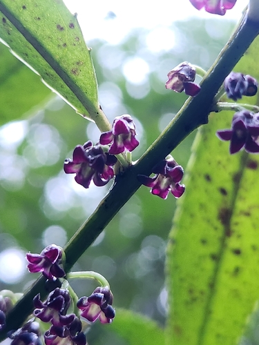 Melicytus lanceolatus, photograph 6