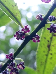 Melicytus lanceolatus, photograph author not stated, no rights reserved