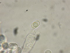 Leucopaxillus cerealis