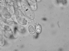 Leucopaxillus cerealis