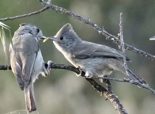 Oak Titmouse, photo 4 of 7