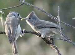 Oak Titmouse photo 6