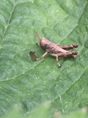 Parapodisma tenryuensis