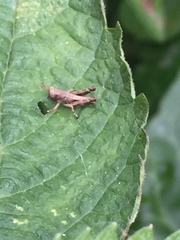 Parapodisma tenryuensis