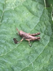 Parapodisma tenryuensis