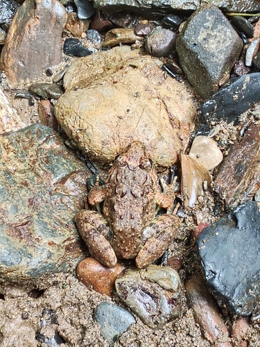 Limnonectes gyldenstolpei observed 2026-08-18