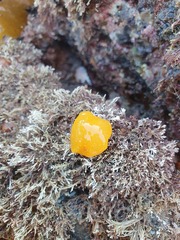 Dendrodoris citrina
