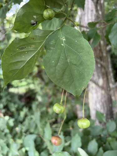 Euonymus oxyphyllus observed 2026-08-18