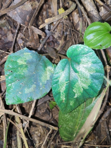 Begonia integrifolia observed 2026-08-18