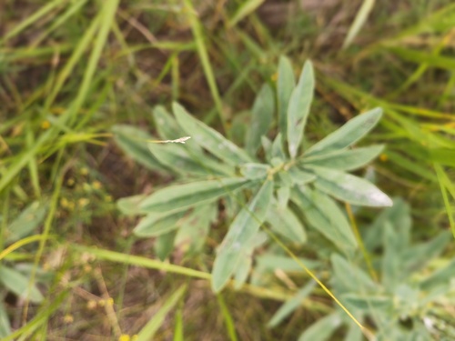 Thermopsis lanceolata, photograph 6