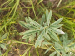 Thermopsis lanceolata, photograph (c) Анна Васильченко, some rights reserved (CC BY)