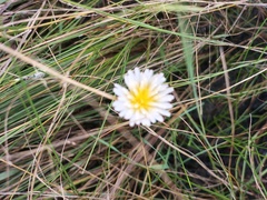 Taraxacum leucanthum