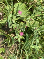 Centaurium japonicum