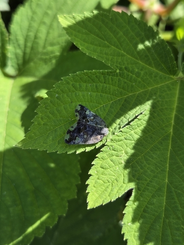 Black planthopper