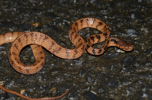 Hampton's Slug Snake