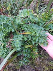 Anisotome lyallii