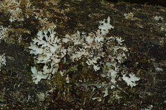 Austroparmelina pseudorelicina