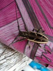 Stratioceros princeps