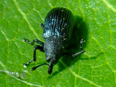 Magdalis nitidipennis