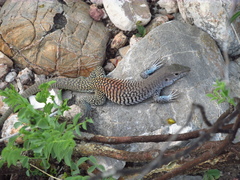 Aspidoscelis scalaris