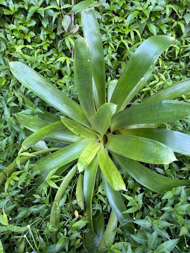 Werauhia gladioliflora observed 2026-08-17