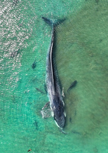 Pygmy Blue Whale