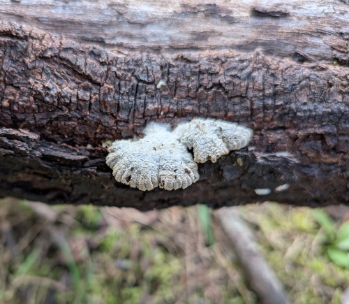 splitgill mushroom