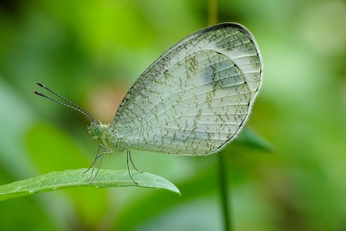 Photo of Psyche (Leptosia nina)