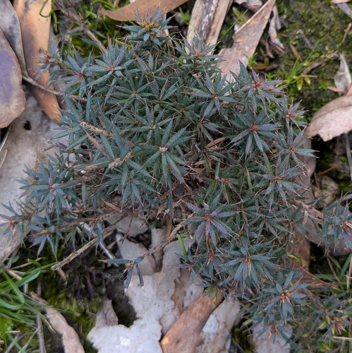 Cranberry Heath