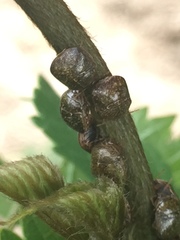 Megacopta punctatissima