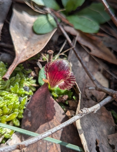 veined helmet-orchid