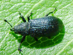 Magdalis nitidipennis