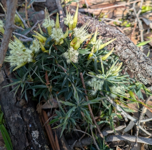 Golden Heath