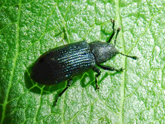 Magdalis nitidipennis