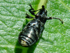 Magdalis nitidipennis