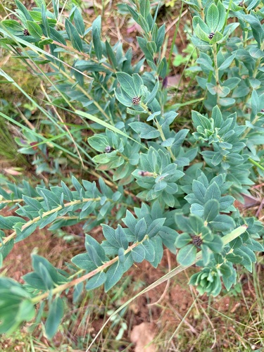 Chinese Stellera