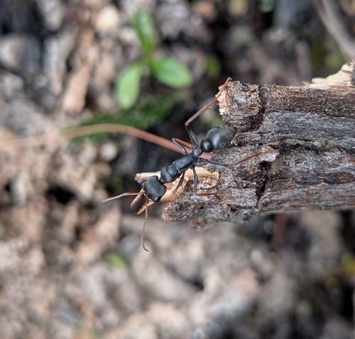 Jack Jumper Ant